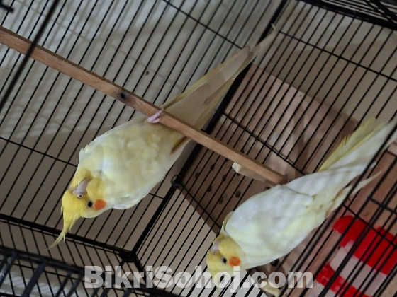 1 pair Active Lutino Cockatiel